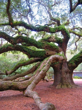 best-picture-gallery-nature-tree-angel-oak1-rasears-mod-pic